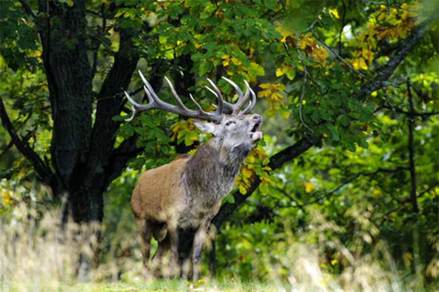 Naturreservat Eriksberg